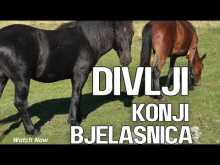 Embedded thumbnail for Divlji konji Bjelasnica - Promo Video 
